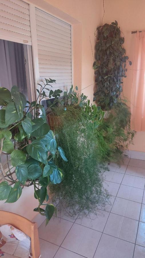 Apartments Zegarac House كورينيتسا المظهر الخارجي الصورة
