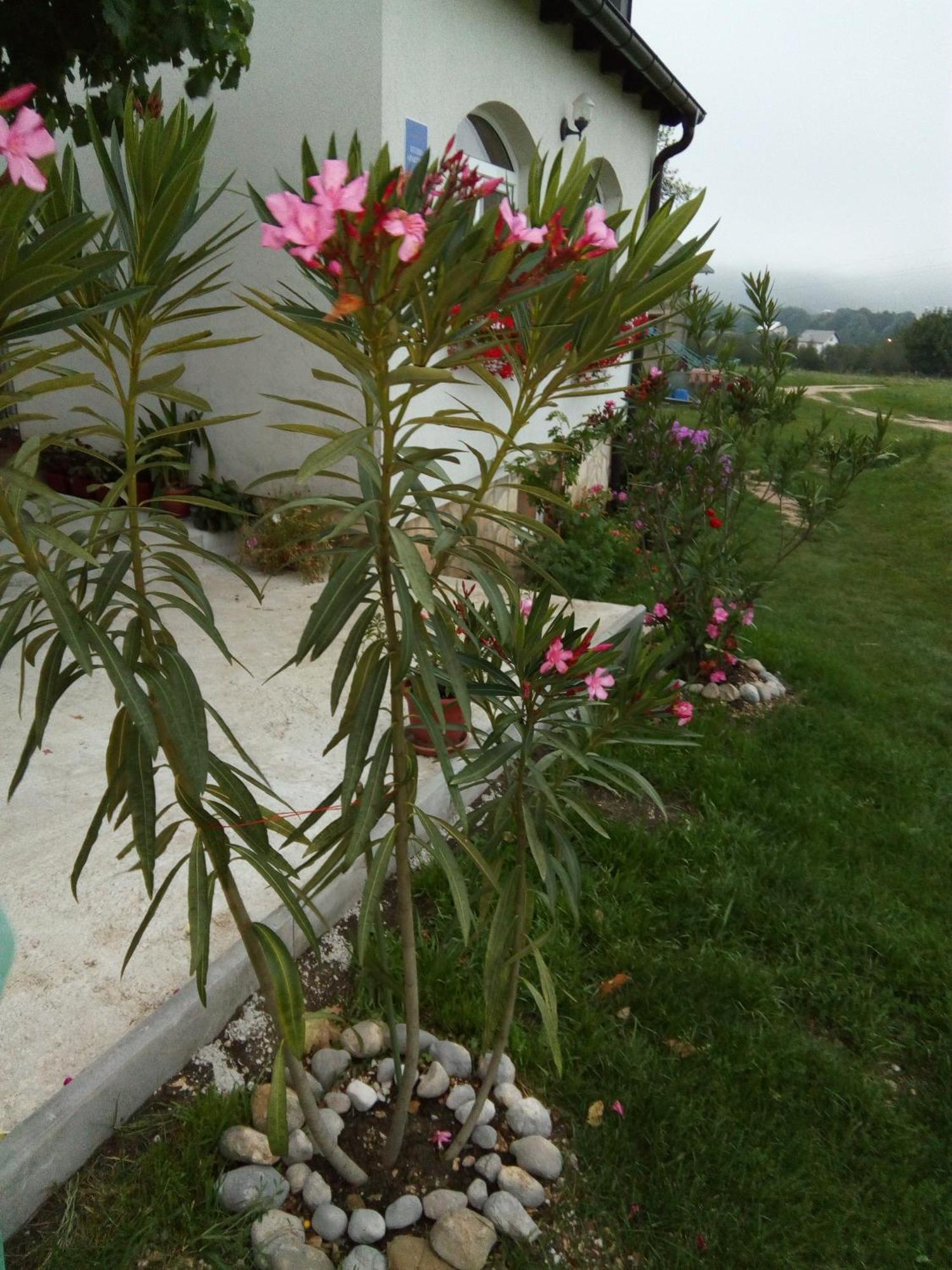 Apartments Zegarac House كورينيتسا المظهر الخارجي الصورة